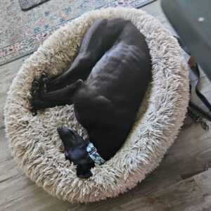 black greyhound sleeping on fuzzy bed