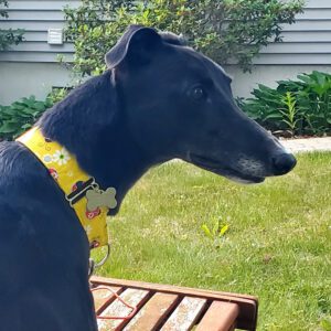 black greyhound with yellow collar