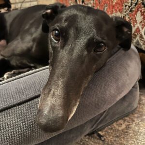 black greyhound on bed