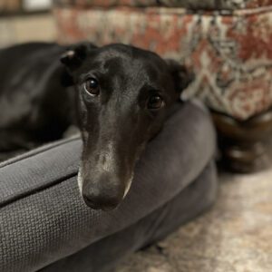 black greyhound on bed