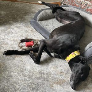 black greyhound on bed