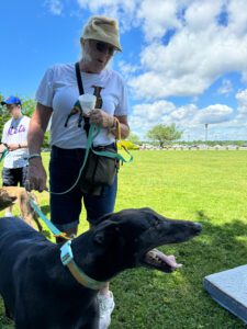Greyhounds gather at an event at Harkness Memorial State Park in Waterford, Connecticut