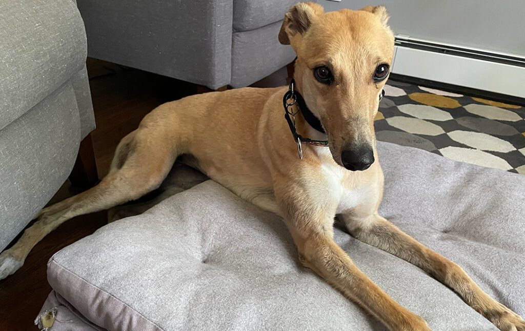 fawn greyhound on a bed