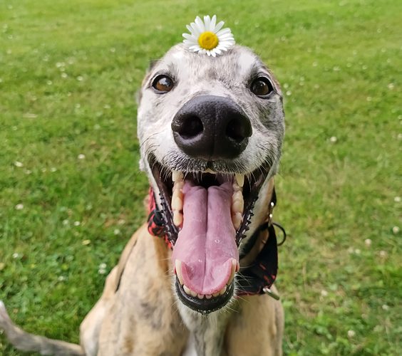 brindle greyhound sitting with a daisy on her head