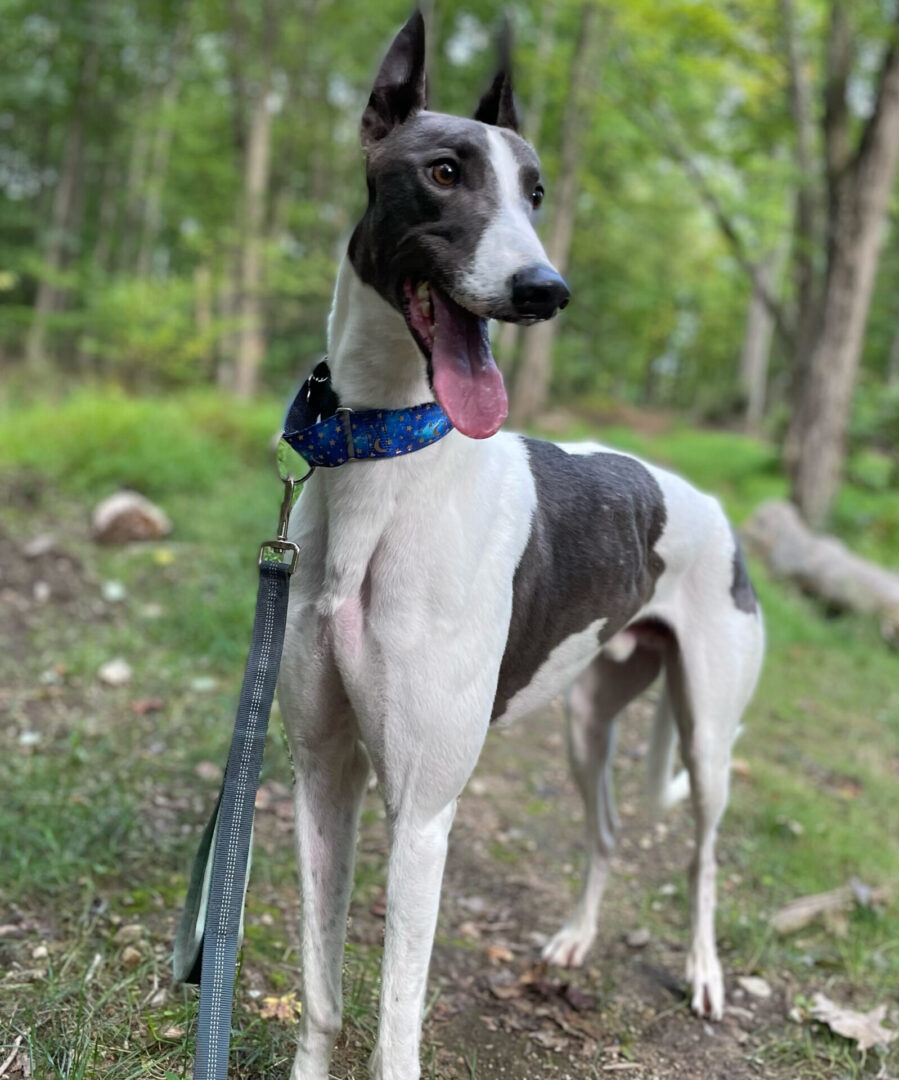 cow greyhound in the woods