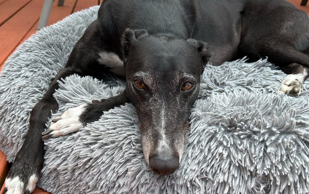 a black greyhound on a bed