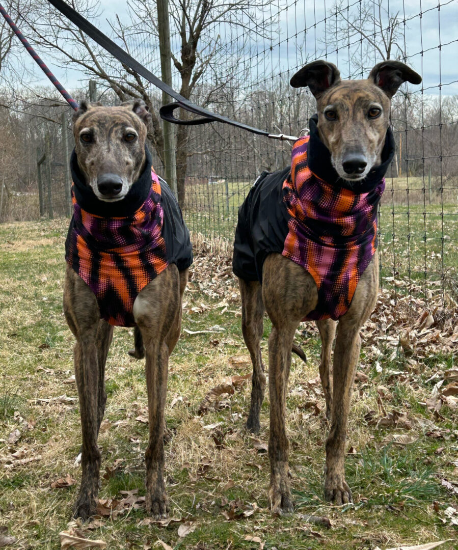 2 brindle greyhounds in jackets