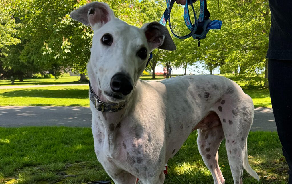 white greyhound looking cute