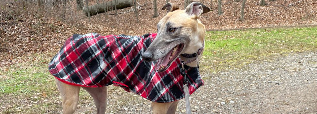 fawn greyhound in plaid jacket