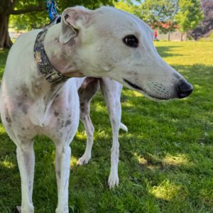 Adorable white greyhound with red ticking