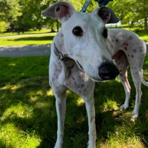 Adorable white greyhound with red ticking