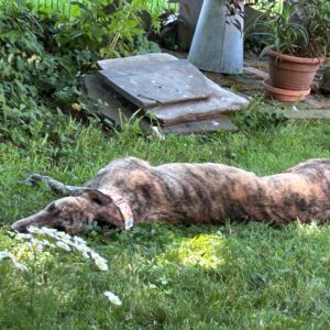 brindle greyhound in the grass