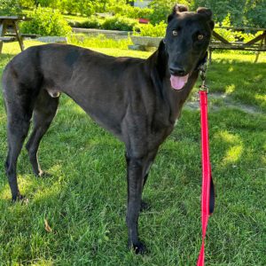 black greyhound named duke