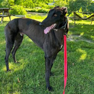 black greyhound named duke