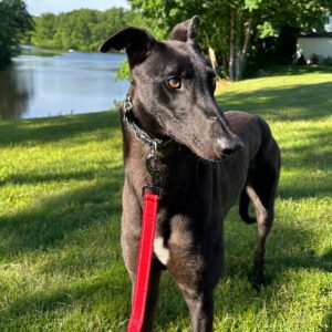 black greyhound named duke