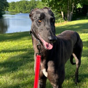 black greyhound named duke