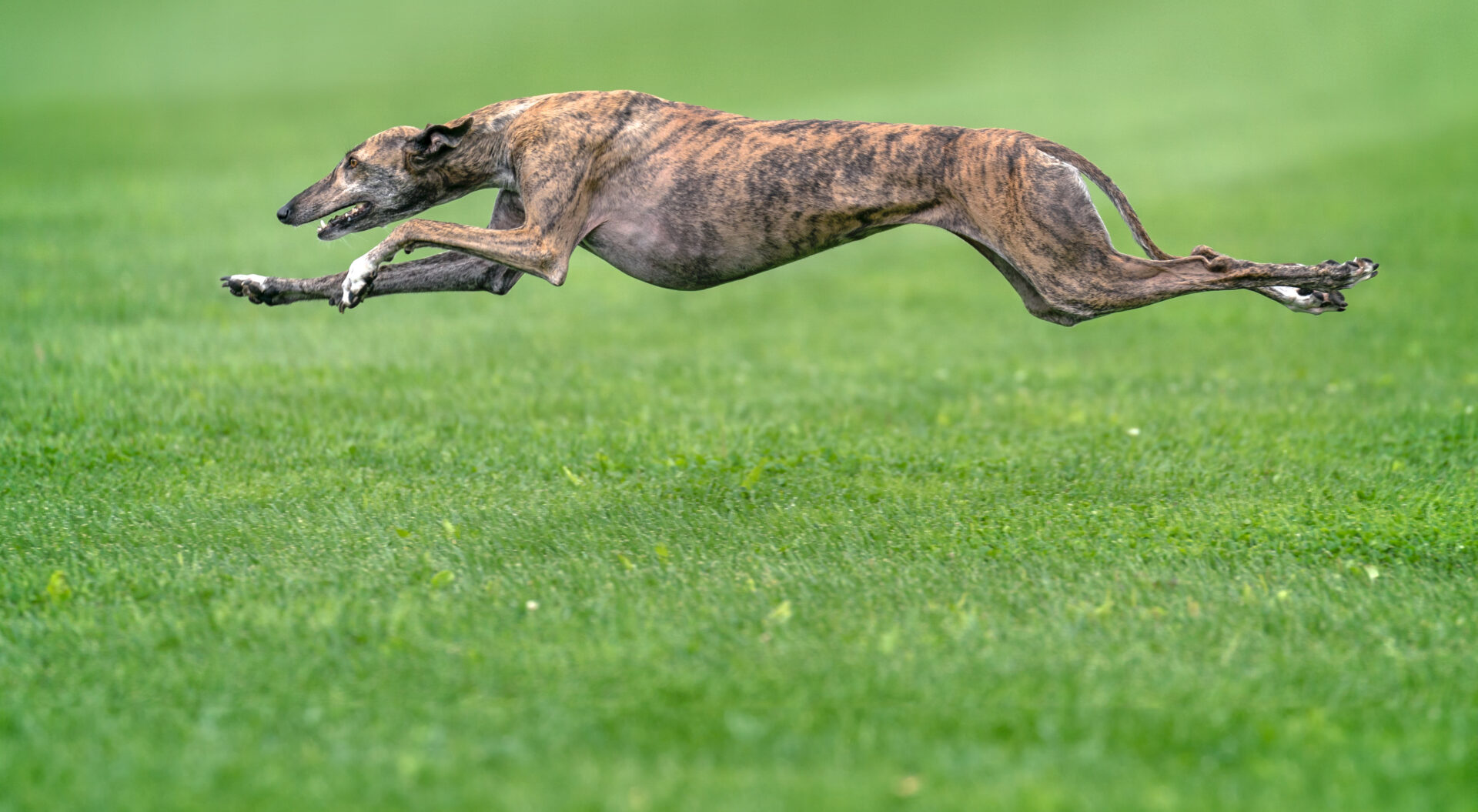 running greyhound