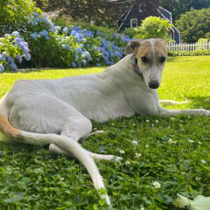 white and fawn greyhound on grass