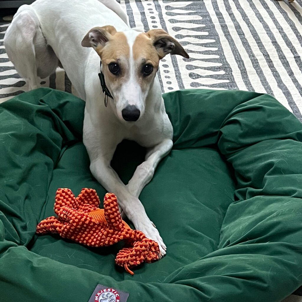 white and fawn greyhound on bed