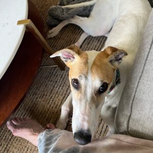 white and fawn greyhound looking cute