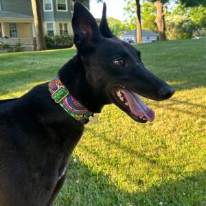 pretty black greyhound with a colorful collar