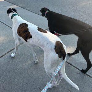 black greyhound walking with a cow greyhound