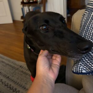 black greyhound getting pet