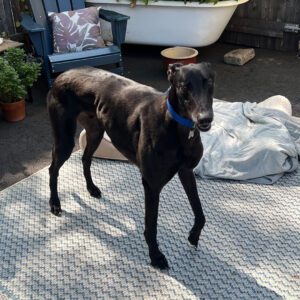 black greyhound standing on a blanket outside