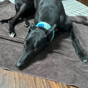 black greyhound laying down