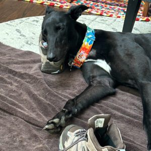 black greyhound sleeping on a sneaker