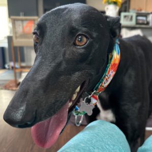 black greyhound