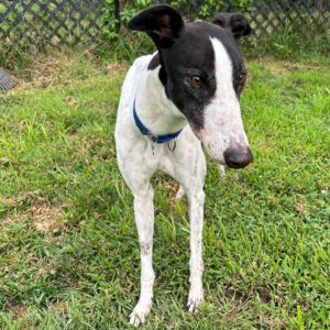 black and white greyhound named kit