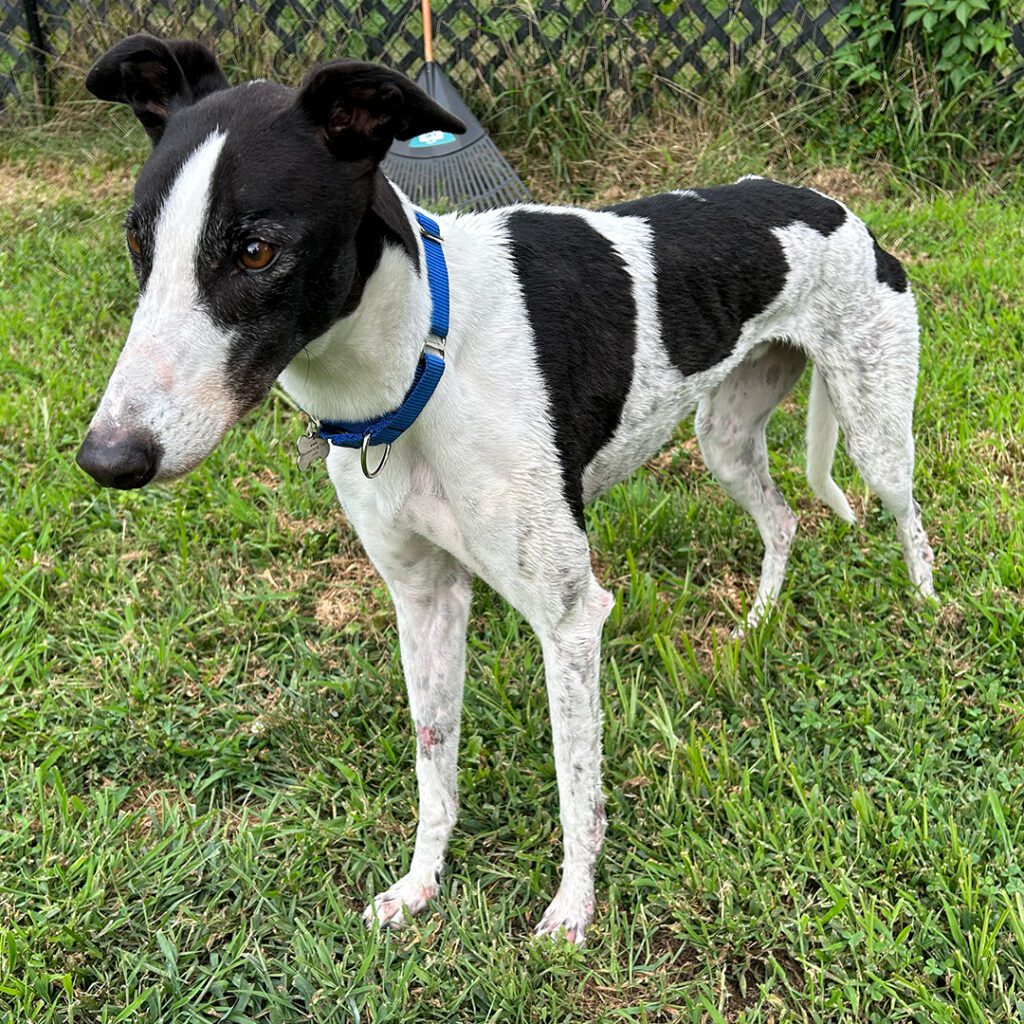 black and white greyhound named kit