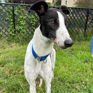 black and white greyhound named kit