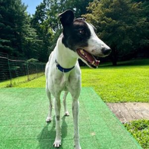 black and white greyhound named kit