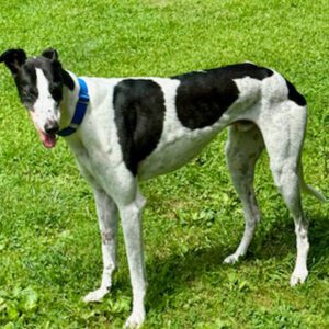 black and white greyhound named kit