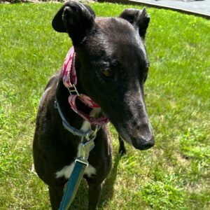 a black greyhound named Mary