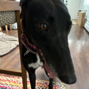 a black greyhound named Mary