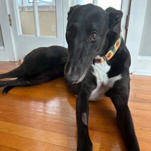 black greyhound laying on wood floor