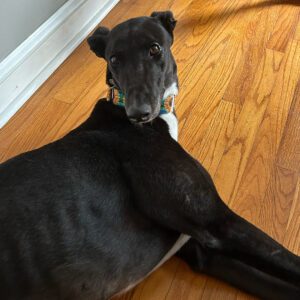 black greyhound laying on wood floor