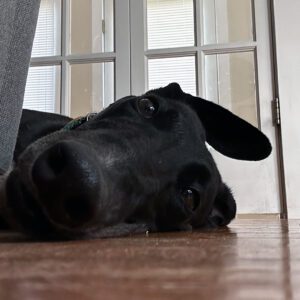 black greyhound laying on wood floor