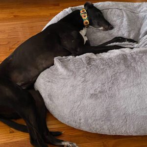 black greyhound half on a bed