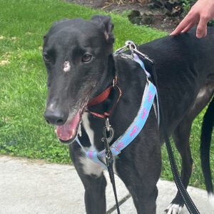 a black greyhound named spar