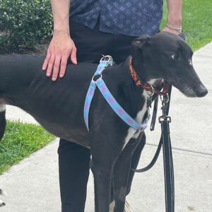 a black greyhound named spar