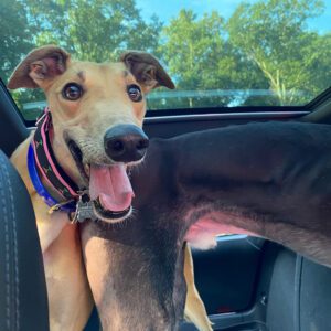 happy greyhound in a car