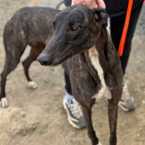 A dark brindle greyhound named Izzy