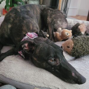 A dark brindle greyhound named Izzy