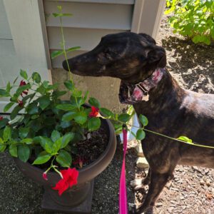 A dark brindle greyhound named Izzy