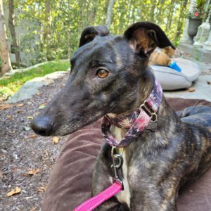 dark bridle greyhound laying down outside