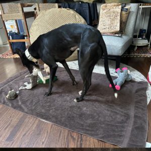 a black greyhound playing with toys